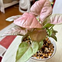 シンゴニウム,シンゴニウム ネオン,観葉植物,インテリアグリーン,緑は癒しの画像