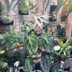 植物いろいろ,観葉植物,葉っぱ,植物棚,ビカクウォールの画像