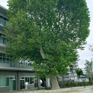 プラタナス（鈴懸の木）,大きい,癒し,お気に入り♡,感謝の画像