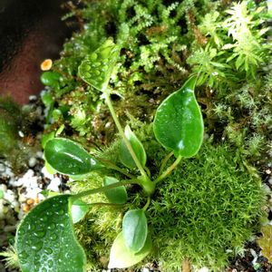 アンスリウム,キノコ,ヒナノヒガサ,苔テラリウム,つぶやきの画像