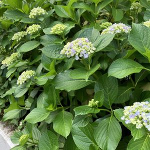 植栽,ひとりごと,団地の花壇,にゃんの日（今日のニャン）の画像