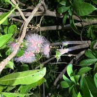 サガリバナの画像