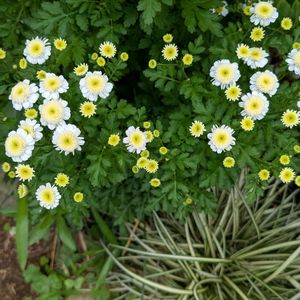 花木,生け垣,植木鉢,花いろいろ,バラと夢CLUBの画像