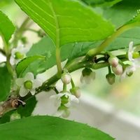 マユミ,ツルウメモドキ,地植え,我が家の庭,かわいい花の画像