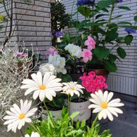 アジサイ,マツバボタン,庭の定点撮影の画像
