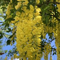キングサリ,ライラック,リラ,金鎖,キングサリ（黄花藤）の画像