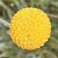 クラスペディア,クラスペディア グロボーサ,クラスペディア グロボーサ,まん丸,バラ園にての画像