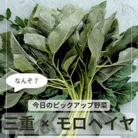モロヘイヤ,野菜のある暮らし,野菜遺産,野菜遺産PROJECTの画像