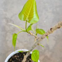 インドボダイジュ,スリーマハー菩提樹,スリーマハー菩提樹,ベランダの画像