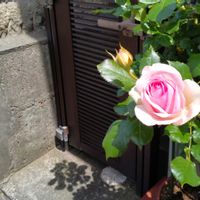 シャコバサボテン,薔薇,いいね、コメントありがとうございます♡,チーム新潟の画像