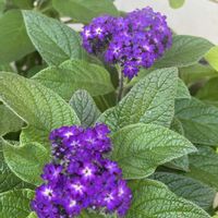 ヘリオトロープ,ハーブ,鉢植え,開花,紫の花の画像