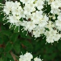 ガマズミ,ガマズミ,鉢植え,落葉低木,レンプクソウ科の画像