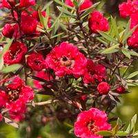 ギョリュウバイ,季節のお花,庭の画像