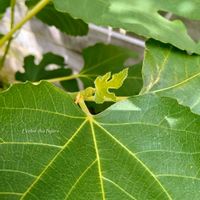 イチジク,✢ふこポエム✢の画像