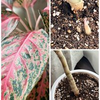 アグラオネマ,アグラオネマ,葉っぱ好き,観葉植物がスキ,観葉植物のある暮らしの画像
