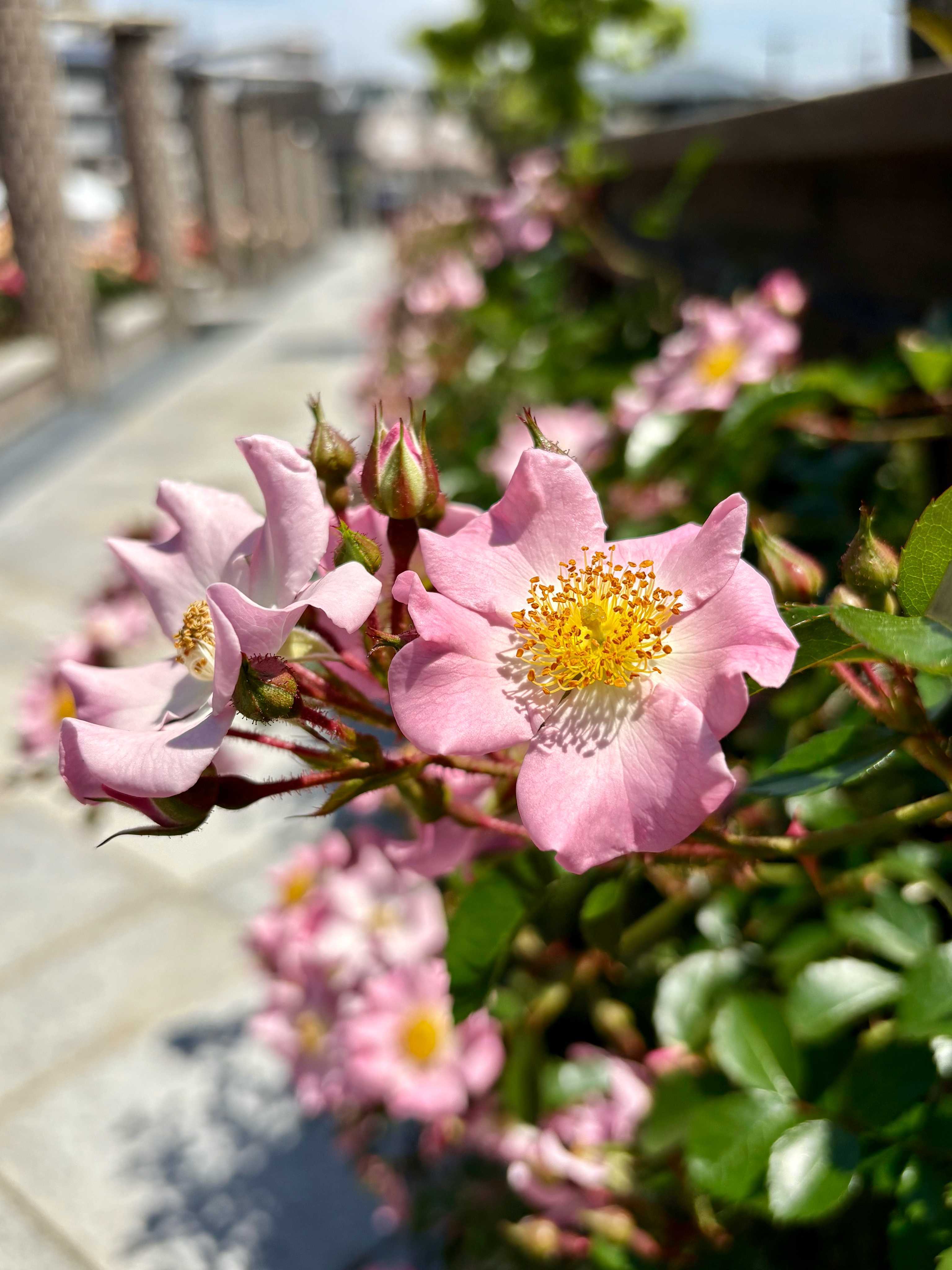 🍀GreenSnap（グリーンスナップ）- 植物・お花好きが集まるコミュニティ