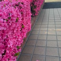 サツキ,剪定,富山支部の画像