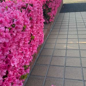 サツキ,剪定,富山支部の画像