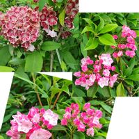 ムラサキハナナ,ユキノシタ,カルミア・オスボレッド,姫ヒオウギ,芍薬(シャクヤク）の画像