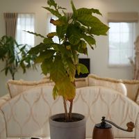 パキラ,コーヒーの木,観葉植物,植え替え,植木鉢の画像