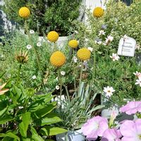 クラスペディア,クラスぺデイア,お花のある暮らし,ポリネーターの画像