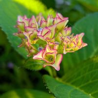 アジサイ,雅楽の舞,トックリラン(ポニーテール),紫陽花 ダンスパーティー,西洋ニワトコ ブラックレースの画像