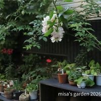 ヒメヒオウギ,イワタバコ,エダザキキキョウ,山野草,HTCの画像