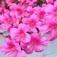 サツキ,天使の雫,八重咲き サツキ,さつき,山野草の画像