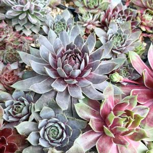 センペル,センペルビウム,多肉植物,軒下,センペルビウム属の画像