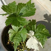 シラネアオイ,山野草,斑入植物,庭の画像