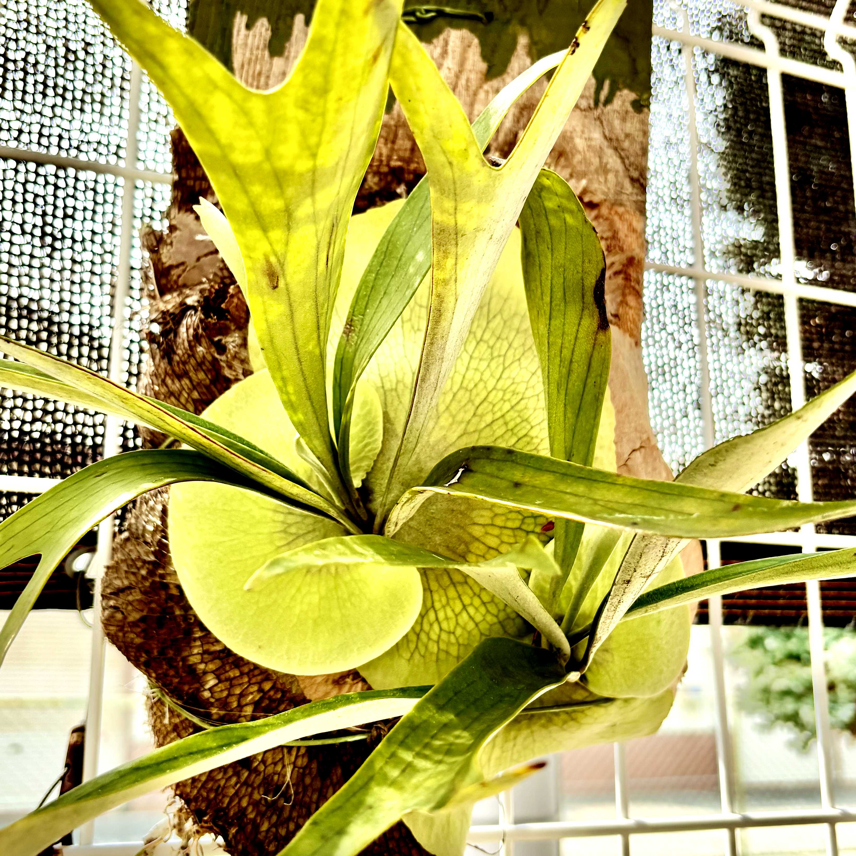 ビカクシダの森