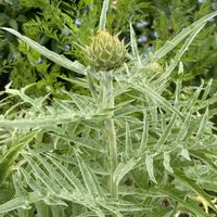 千鳥草,イワダレソウ,アーティチョークの蕾の画像