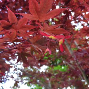 モミジ,イロハモミジ,ノムラモミジ,植栽,低木の画像