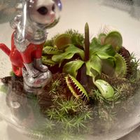 ハエトリソウ,カサゴケ,観葉植物,テラリウム,食虫植物の画像
