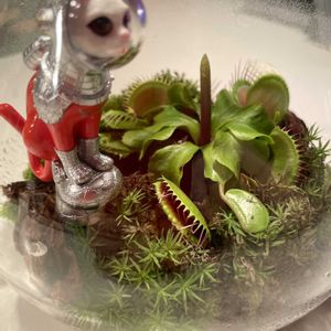 ハエトリソウ,カサゴケ,観葉植物,テラリウム,食虫植物の画像