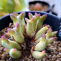 上海の女王,シンニンギア 上海の女王,エケベリア属,多肉植物 エケベリア,コノフィツム属の画像