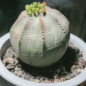 オベサ,多肉植物,ユーフォルビア,塊根植物,植木鉢の画像