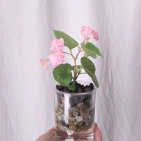 ベゴニア,ベゴニア センパフローレンス,八重咲きベゴニア,ベゴニア センパ フローレンス,観葉植物の画像