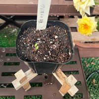 クレオメ,クレオメ（風蝶草〕,クレオメ(西洋風蝶草),鉢植え,初心者の画像