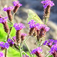 宿根バーベナ,モンキチョウ.の画像