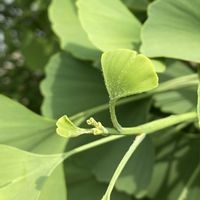 イチョウ,可愛い〜♡,お出かけ先の画像