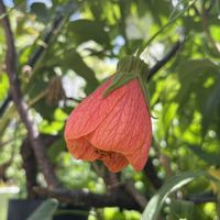 アブチロン,アブチロン,赤い花,鉢植え,ネコ好きの画像