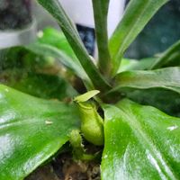 ネペンテス,ウツボカズラ,ネペンテスフーケリアナ,観葉植物,テラリウムの画像