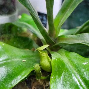 ネペンテス,ウツボカズラ,ネペンテスフーケリアナ,観葉植物,テラリウムの画像