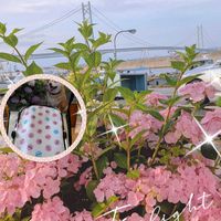 アジサイ,シンゴニウム,センダン,ヤグルマギク,紫陽花の画像