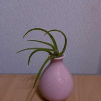 チランジア,エアプランツ,一輪挿し,iPhone撮影,asingleflowervaseの画像
