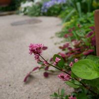 蓼藍(タデアイ),こぼれ種,花のある暮らし,花のある生活,GS映えの画像