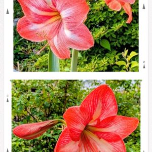 うちの子,今日の庭から,今日のお花❣️,有り難う‼️,世界の平和を願うの画像