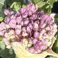 オキナワスズメウリ,千鳥草,ひよこ豆,ひよこ豆,ジャンボニンニクの花の画像