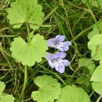 カキドオシ,シソ科,紫色の花,守谷野鳥のみちの画像